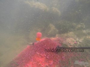 Арома Чили-кальмар Fluo Flavor  Haldorádó 200 мл