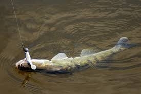 Душтағы порно